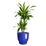 amber grail 47cm bleu royal